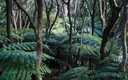 Bush