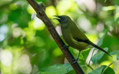 Bell Bird Tiritiri by Simon Beaton Learning Journeys