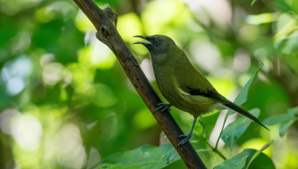 Bell Bird Tiritiri by Simon Beaton Learning Journeys